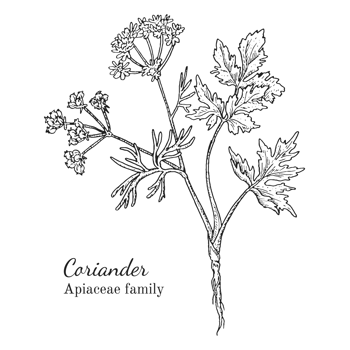 coriander