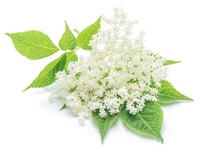 elderflower