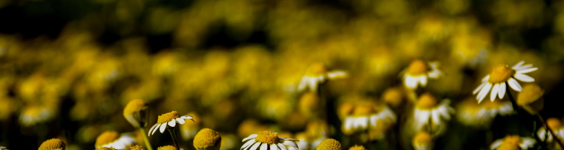 Chamomile Matricaria chamomilla L., applications, our sourcings and our references at Natural Origins