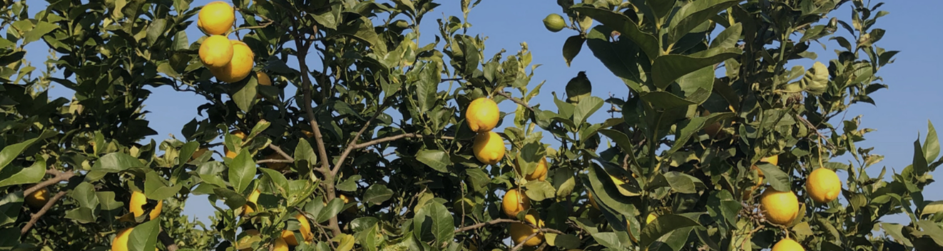 Our organic lemon from Spain - Citrus Limon (L.) Burm. F.