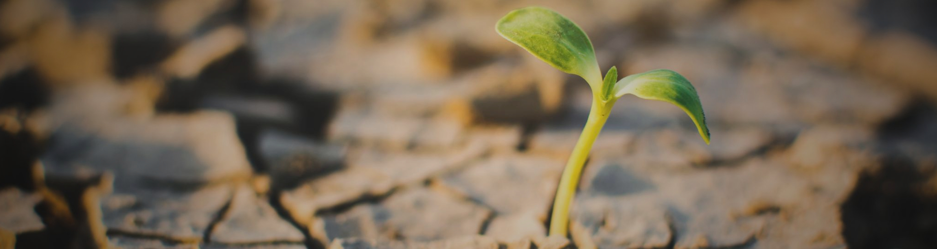 Les plantes et ingrédients naturels, des ressources impactées par la conjoncture