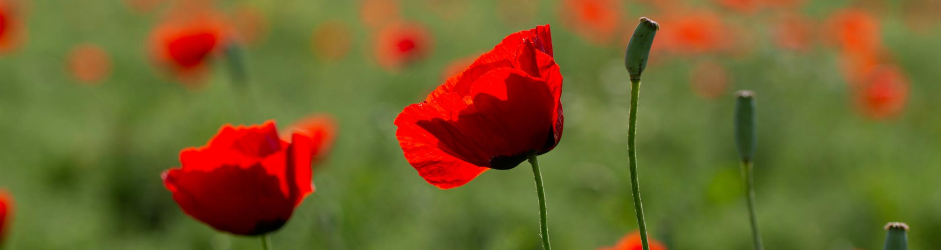 The "made in France" Papaver rhoeas L. poppy with Natural Origins