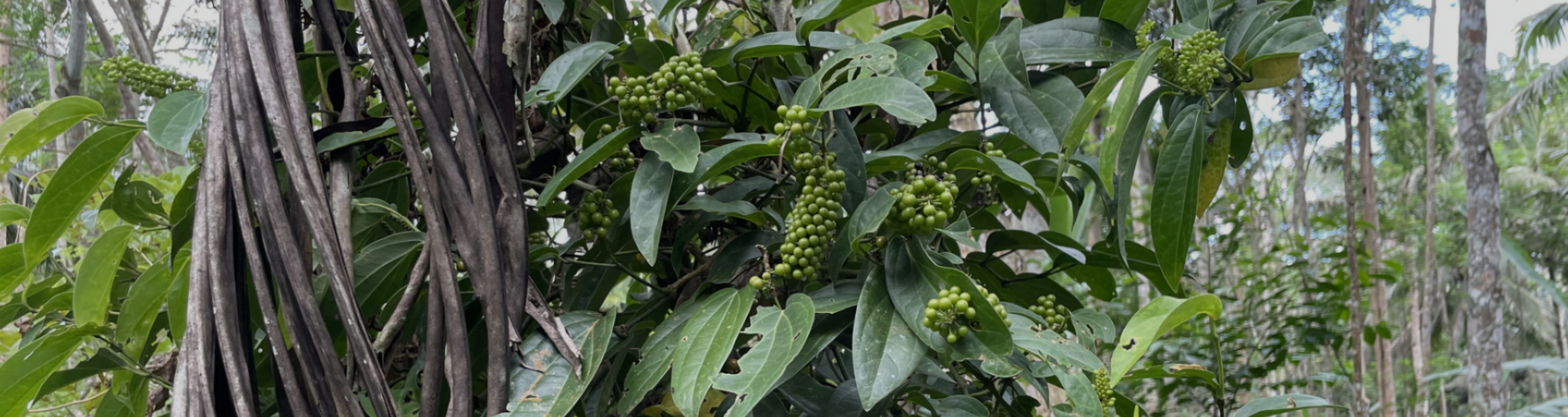 Natural Origins and its cubeb pepper supply chain in Indonesia