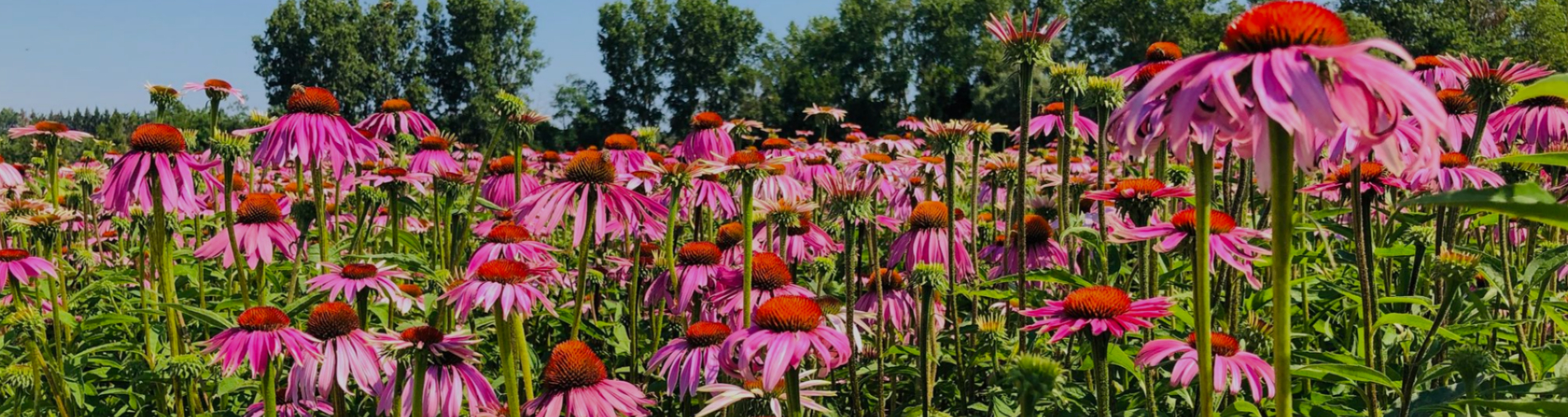 Echinacea: an indispensable kickstart for heading back to work!
