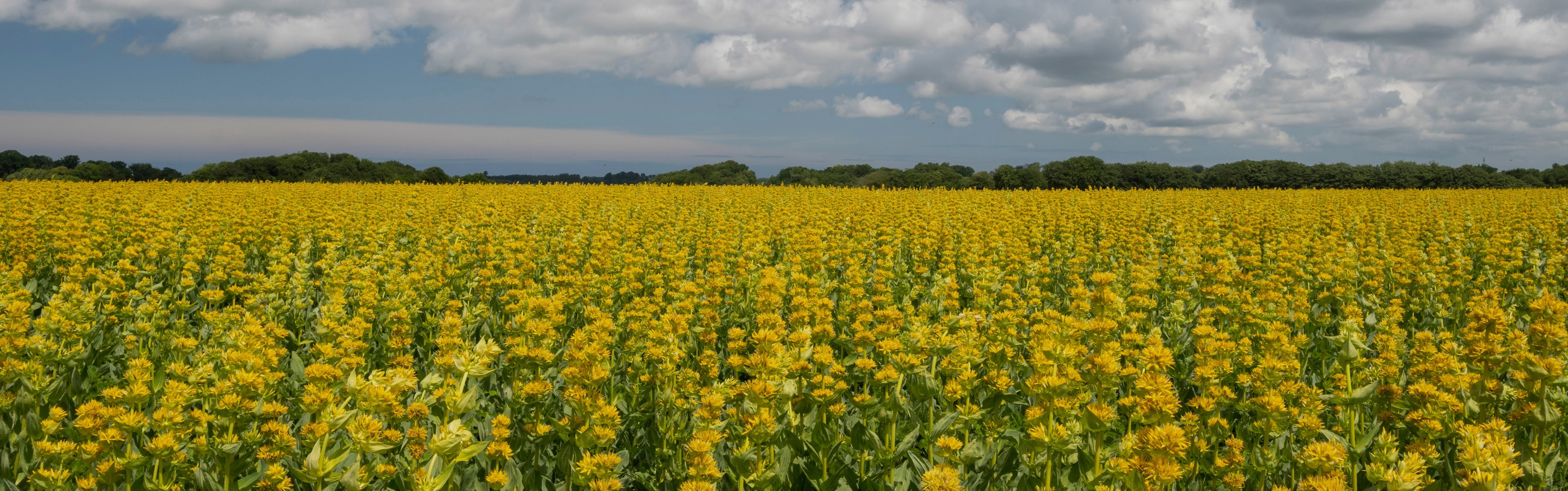 Processing spirits botanicals at Natural Origins an age-old know-how