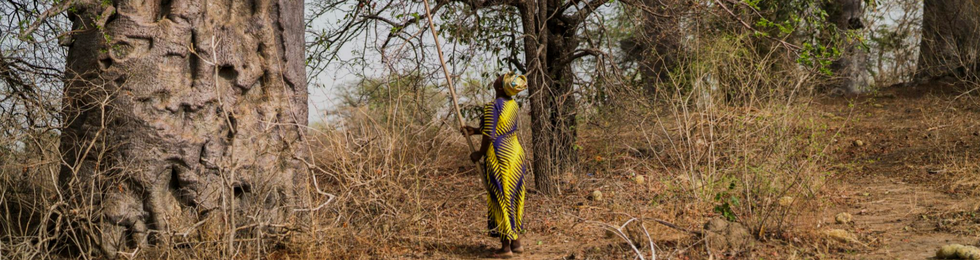 The Baobab a real treasure of Africa with Natural Origins