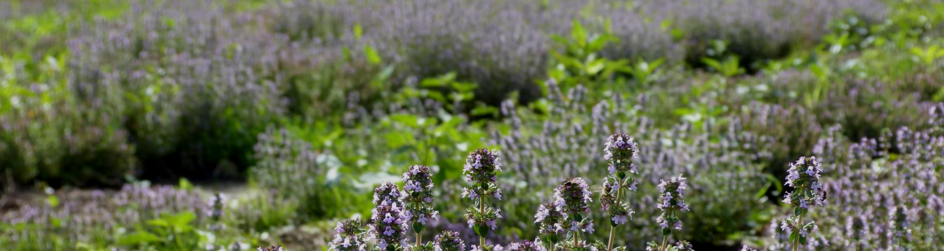 RDV seasonality with Natural Origins: French organic lemon thyme - Thymus citriodorus L