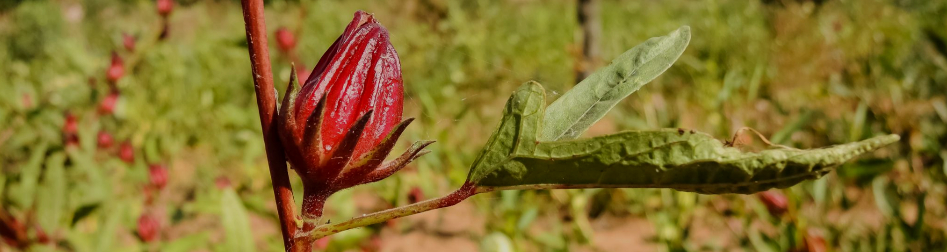 Natural Origins a reliable supplier of ingredients