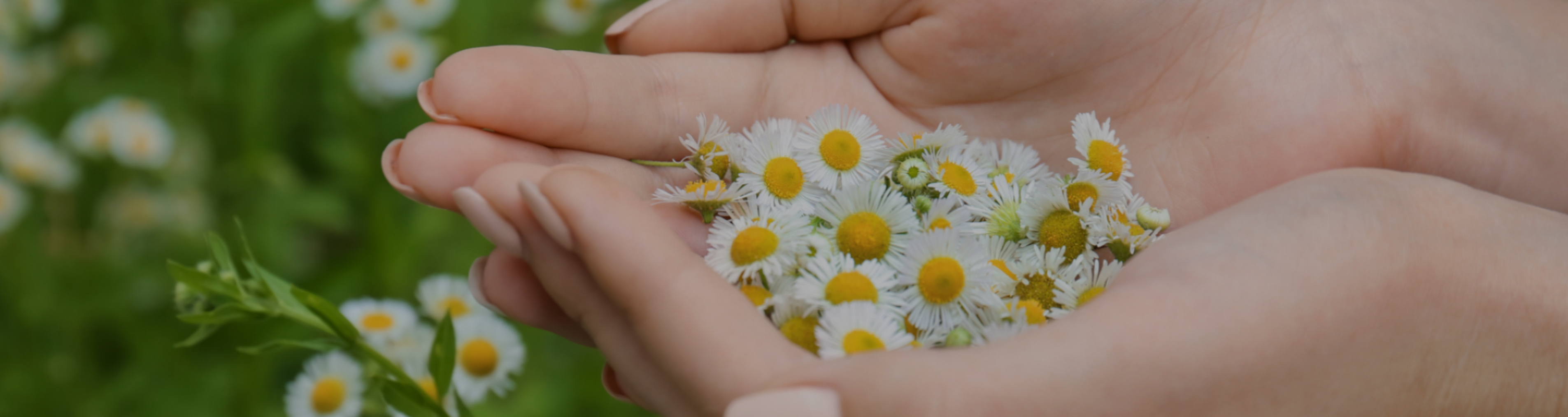 Les plantes pour le confort féminin avec Natural Origins