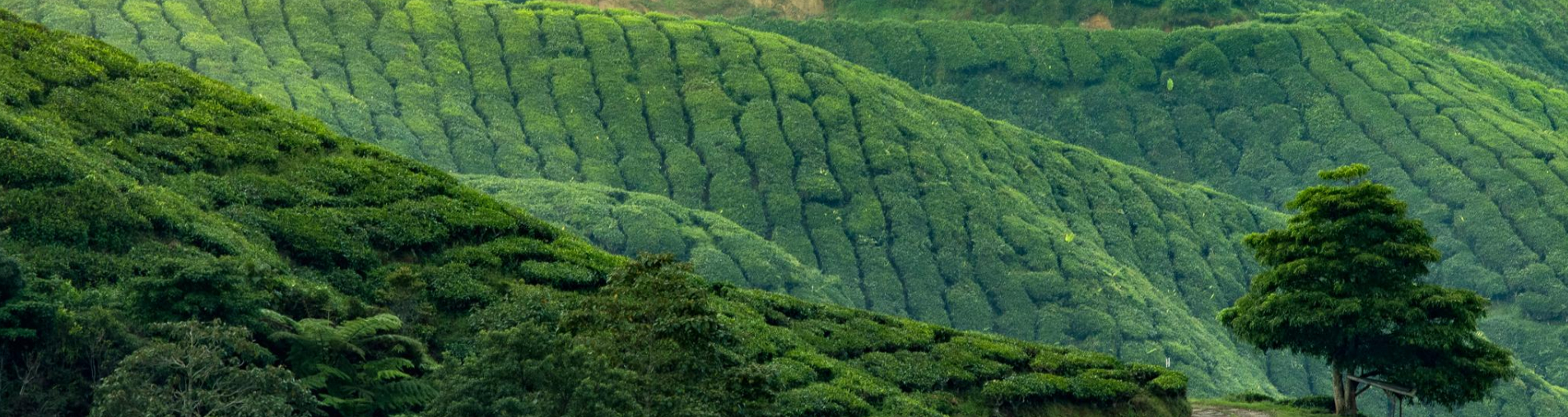 Découvrez un voyage au cœur du végétal avec Natural Origins