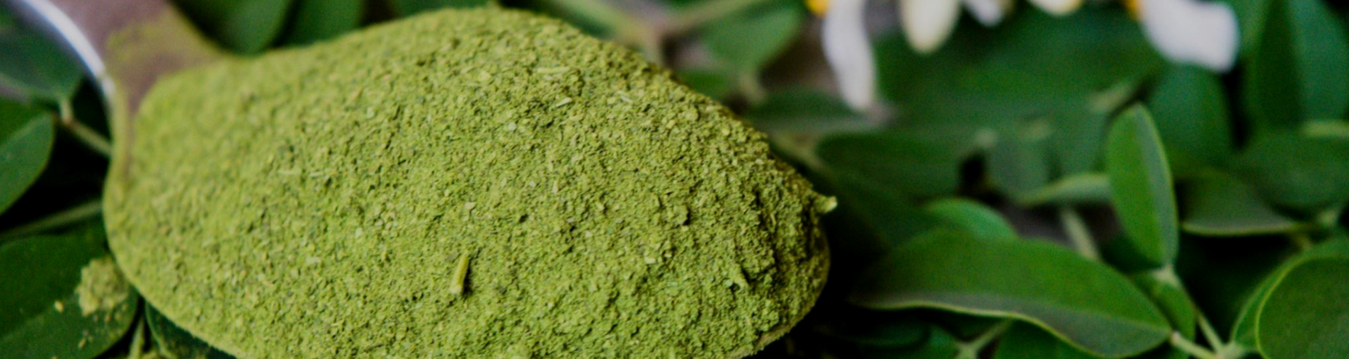 Moringa - Moringa Oleifera