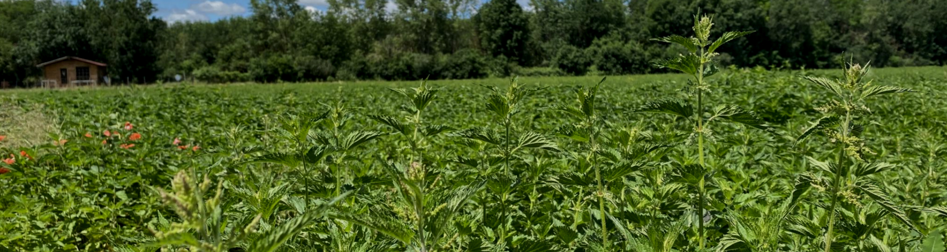 Nettle Urtica dioica L. with Natural Origins