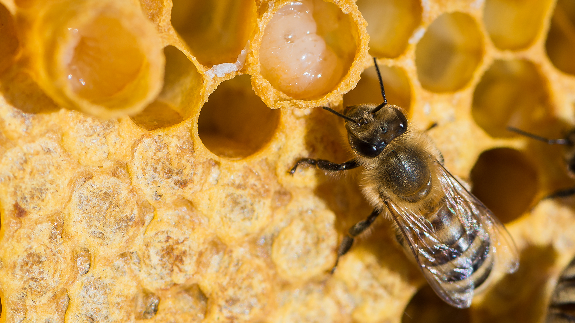 Delve into the heart of the royal jelly supply chain