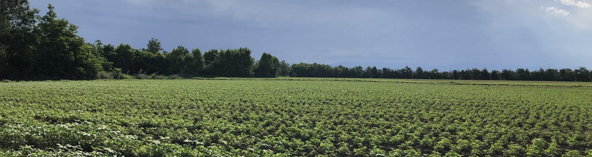 Les réponses apportées par Natural Origins pour accompagner la transition alimentaire