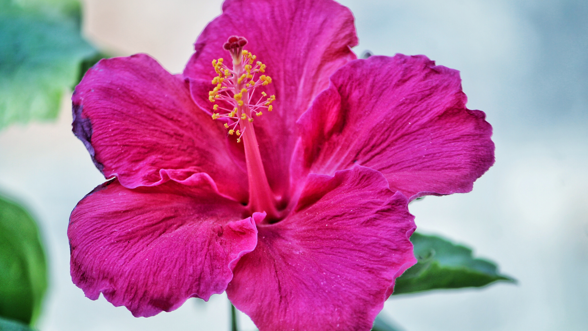 Saisonnalité des matières végétales: l&amp;#39;hibiscus