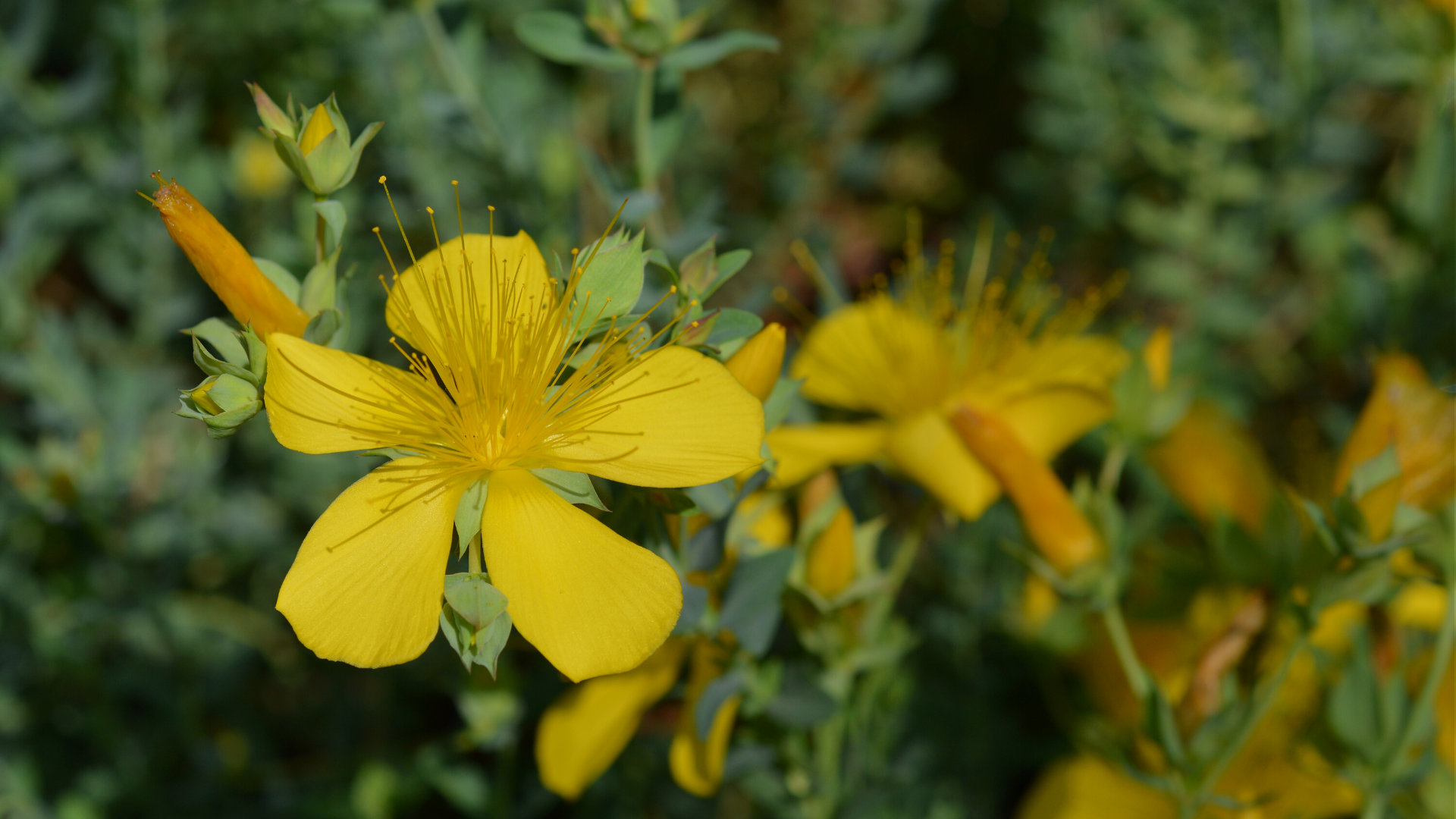 Applications du St John's Wort (Millepertuis)