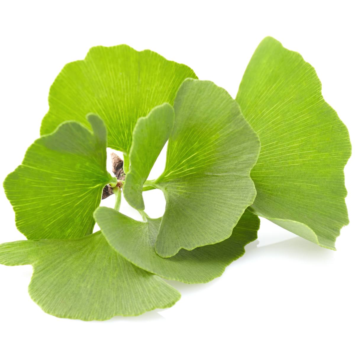 ginkgo-biloba-leaf-mynaturalorigins