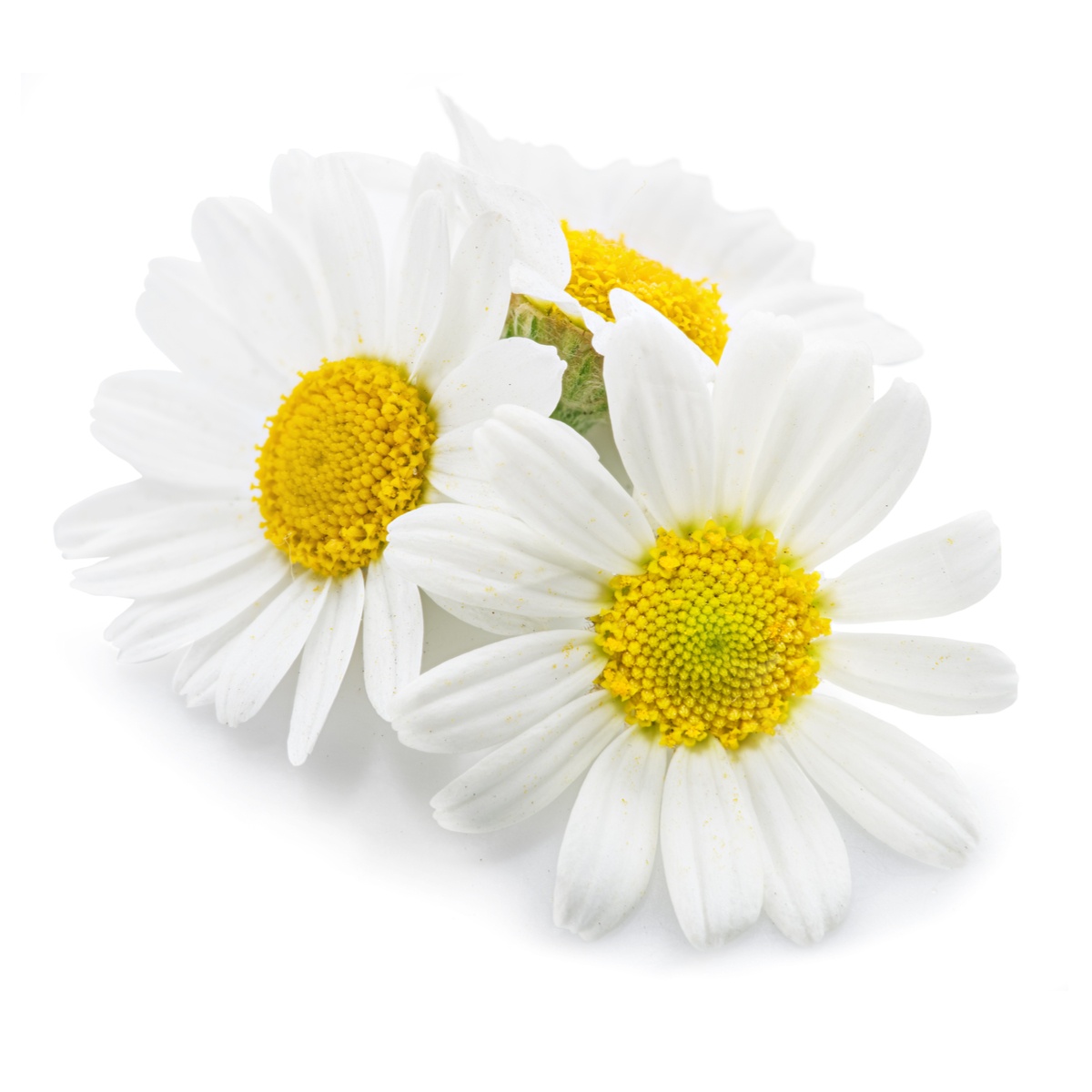 organic-chamomile-flower-mynaturalorigins