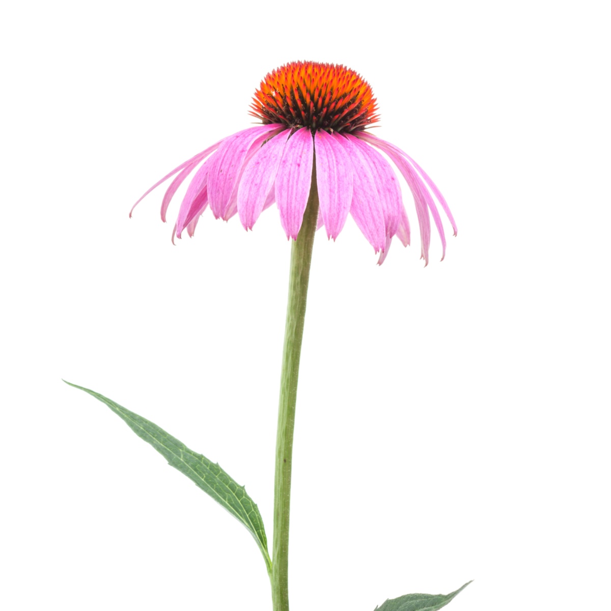 organic-echinacea-purpurea-aerial-part-mynaturalorigins