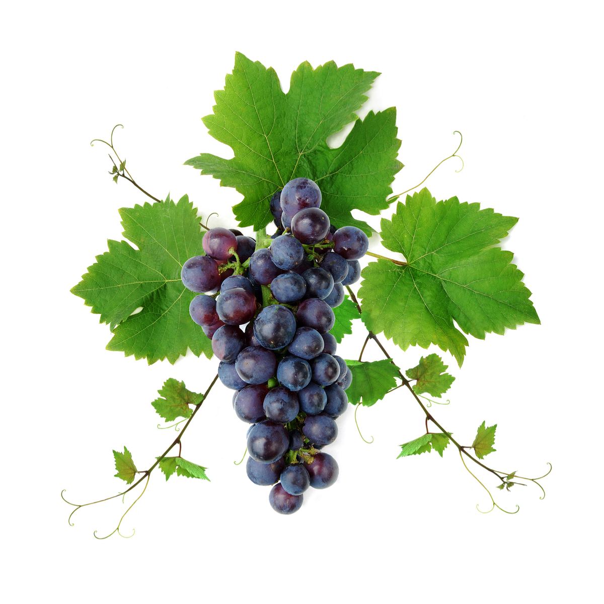 red-grape-vine-leaf-mynaturalorigins-1