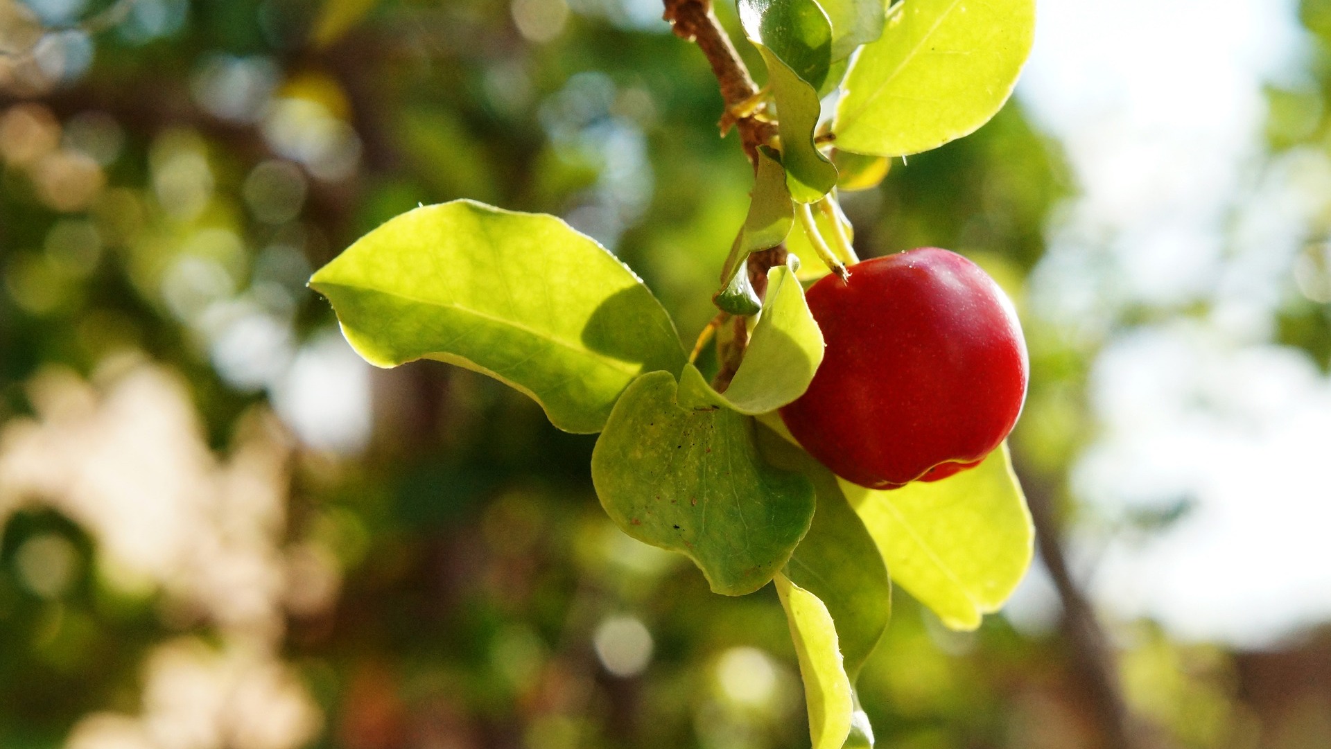  saisonnalité des ingrédients naturels acerola