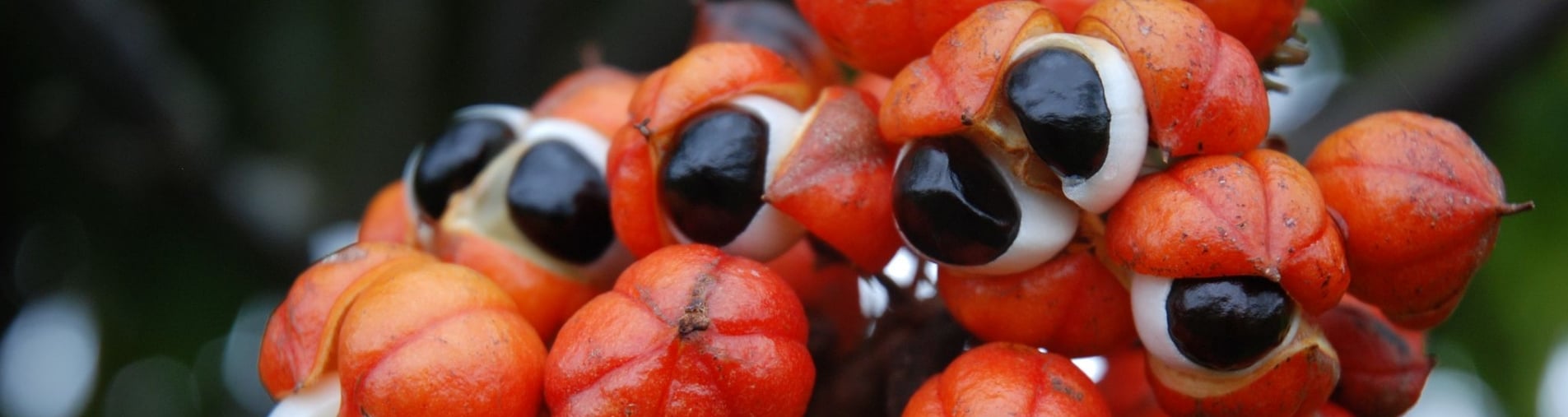 guarana seasonality natural origins