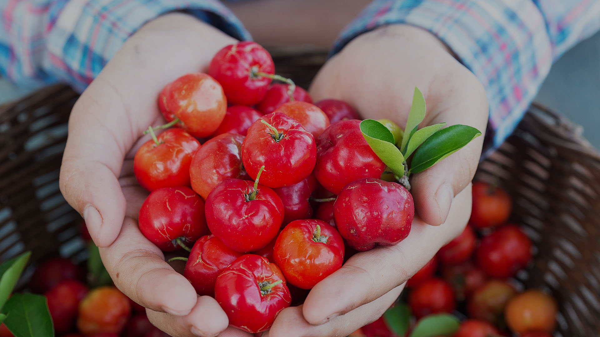 acerola-source-vitamine-c-naturelle