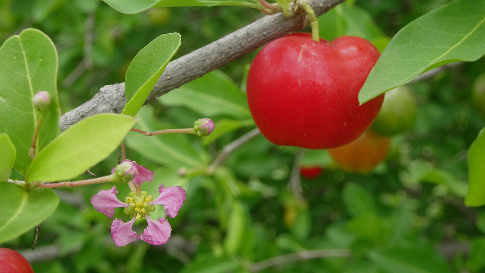 applications-produits-nutraceutiques-acerola