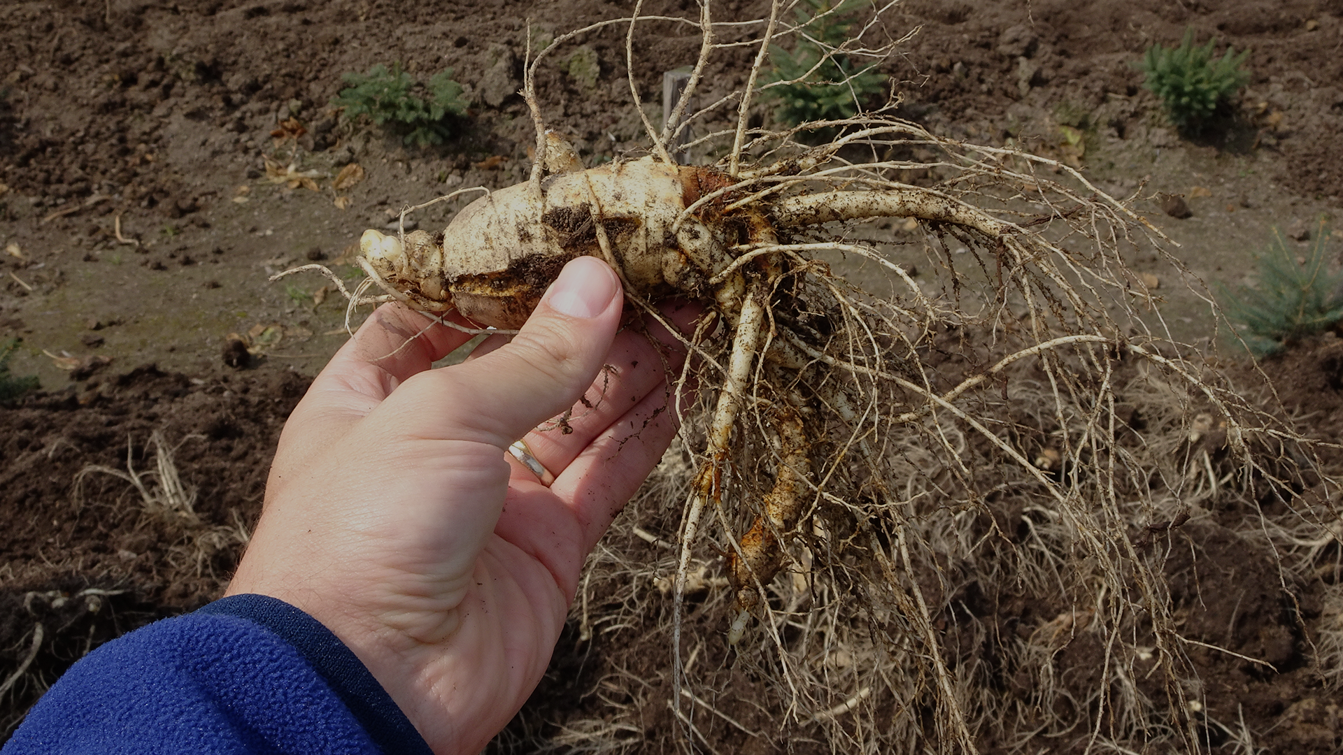 benefits-organic-ginseng-natural-origins-2