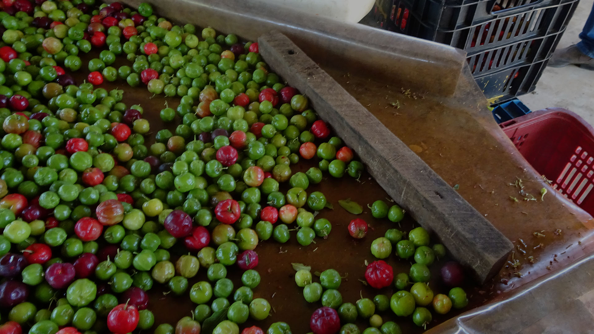 filiere-acerola-natural-origins