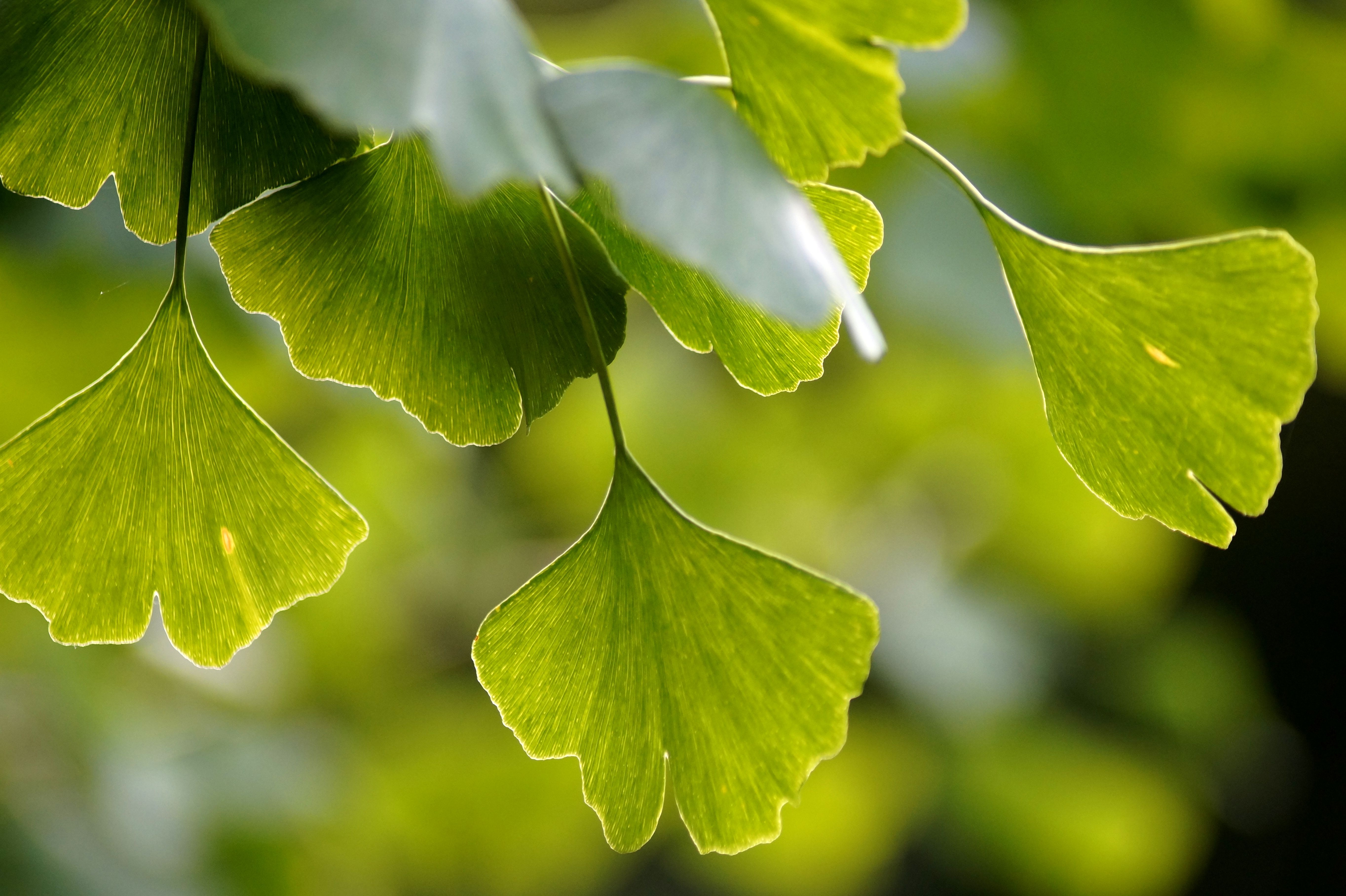 saisonnalite-du-ginkgo-biloba-natural-origins