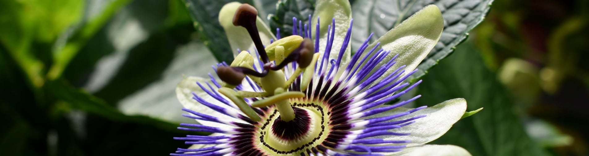 seasonality and passionflower natural origins