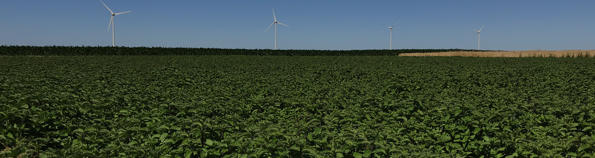 saisonnalite-matieres-premieres-vegetales-produites-en-france