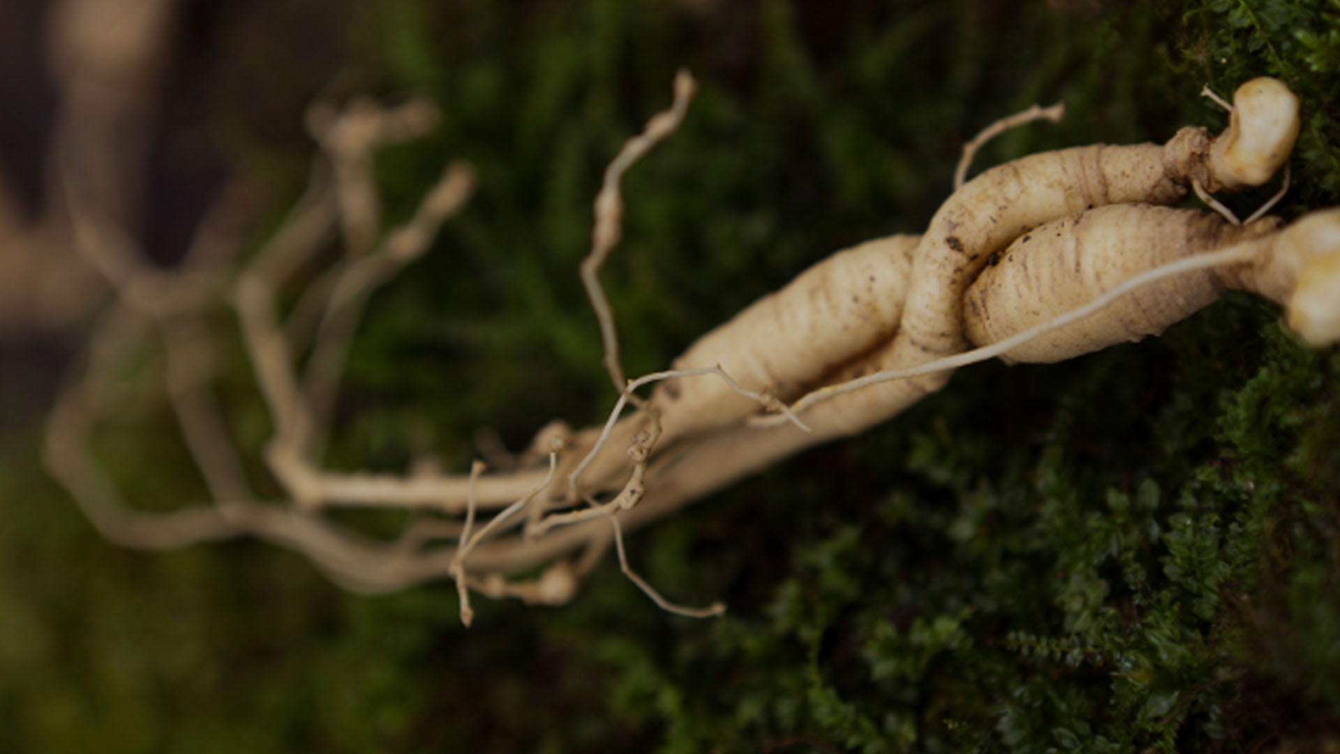 why-opt-for-hrg80-ginseng-powder-in-nutraceutical-products