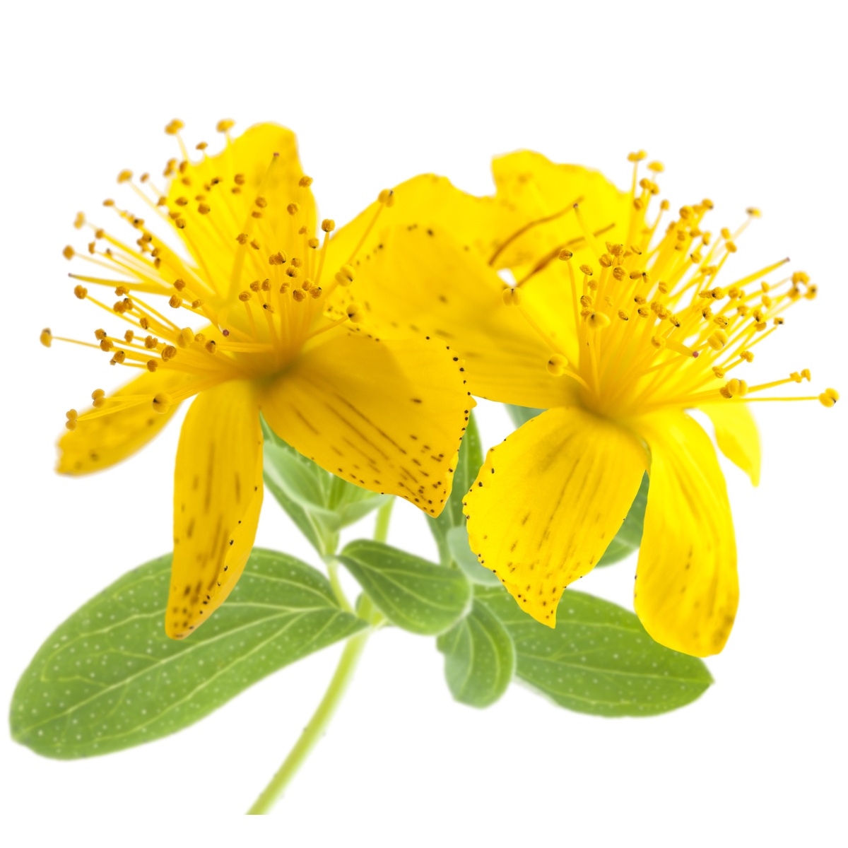 st-john-wort-herb-mynaturalorigins